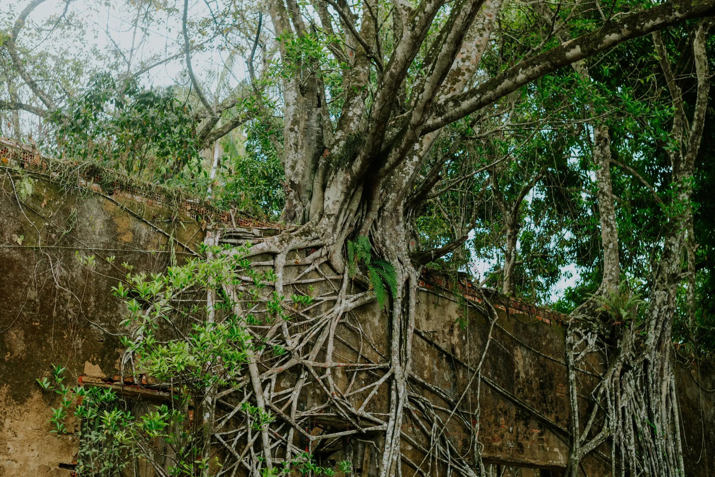Raízes sobre o muro das ruínas